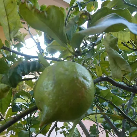 Il Giardino Del Corso *